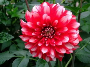 绿植 鲜花 多肉 50种 常见植物浇水方法
